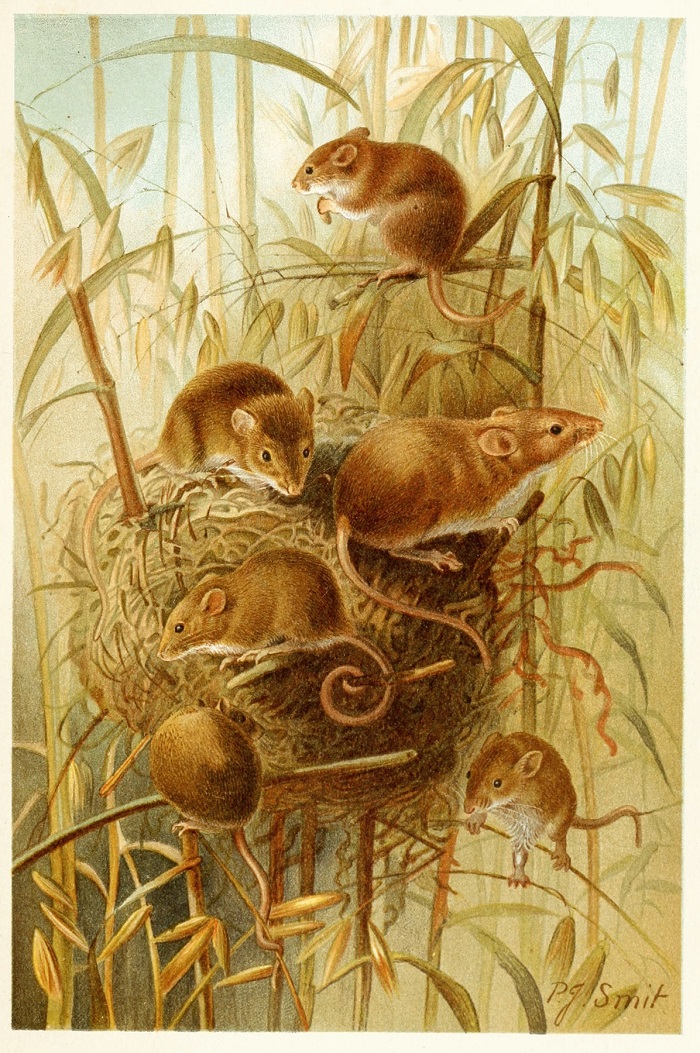 Harvest Mouse (1893-1896)